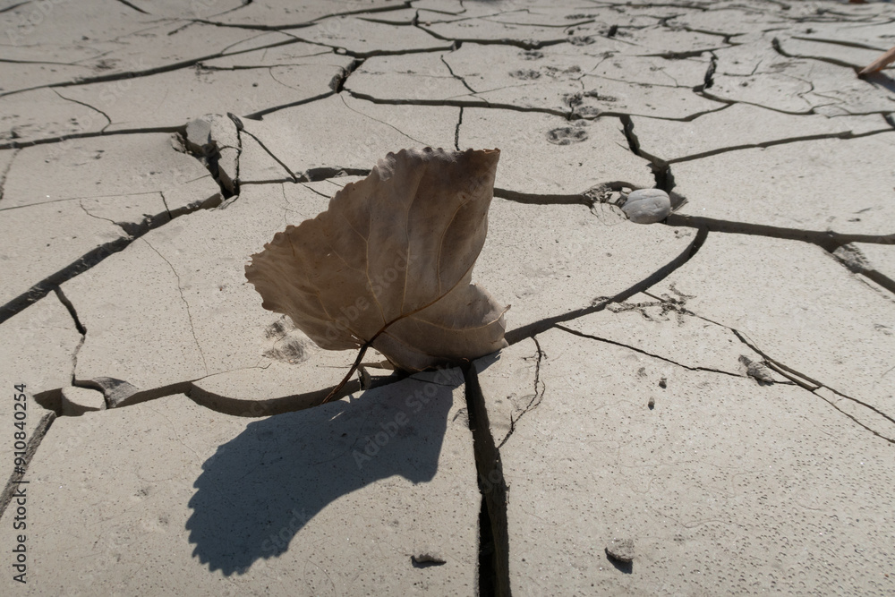 Drought river detritus leaf