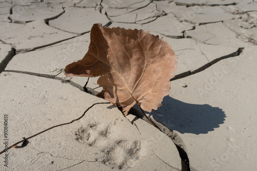 Drought river detritus leaf