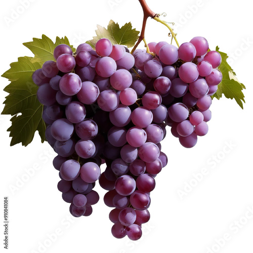 Lush Purple Grape Cluster: Fresh Fruit Bunch with Green Leaves for Vineyard and Gourmet Food Imagery