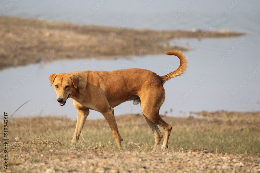An adorable dog joyfully roaming through a lush green field on a sunny day. The playful canine enjoys the freedom and fresh air, with a backdrop of clear blue skies and vibrant grass. An adorable dog joyfully roaming through a lush green field on a sunny day. The playful canine enjoys the freedom and fresh air, with a backdrop of clear blue skies and vibrant grass.