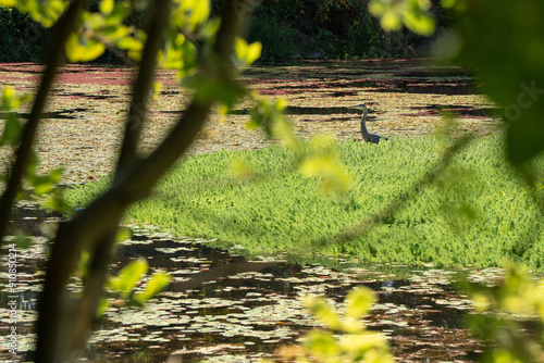 Heron on water