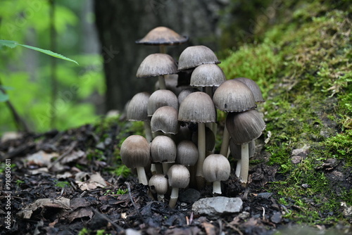 Coprinus Micaceus Mushrooms Summer in Alaska 2 photo