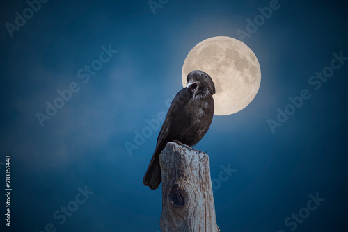 Night of the crow photo