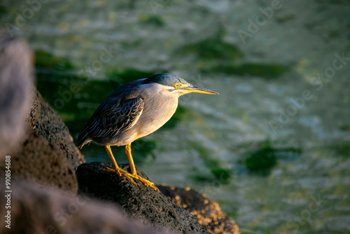 The striated, green-backed or mangrove heron (Butorides striata) hunting on the coast of Mauritius island (Indian Ocean). Bird portrait in warm morning light. Greyish plumage, yellow beak and feet. photo