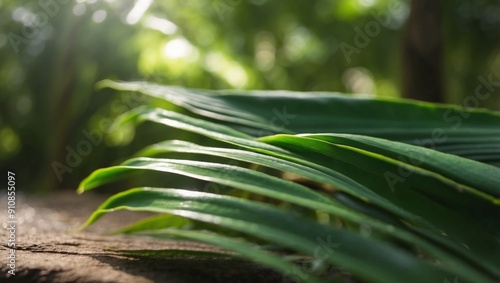 Timelapse of a Palm Leaf Basking in Natural Light. photo