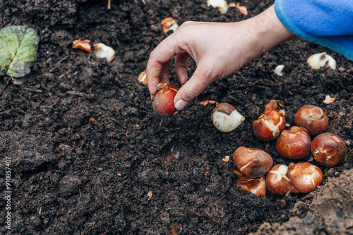 hands holding tulip bulbs before planting them in the ground photo