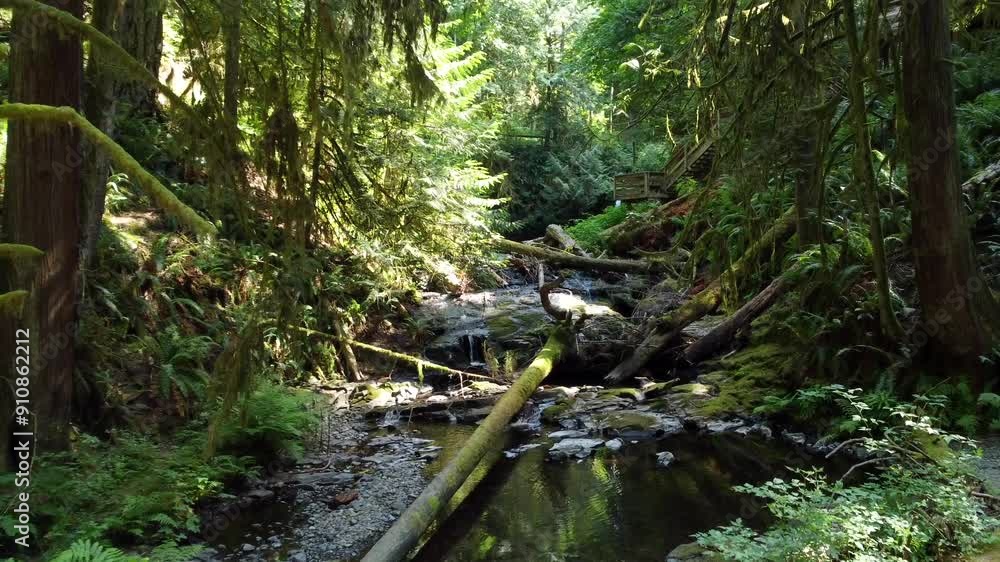 Lush forest with fallen trees and river, bright sunny day, Victoria Island Canada Lush forest with fallen trees and river, bright sunny day, Victoria Island Canada