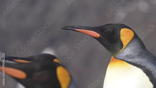 Wallpaper Mural King Penguins, Close Up. Subantarctic Species in Natural Habitat Torontodigital.ca