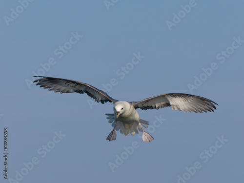 Fulmar, Fulmarus glacialis