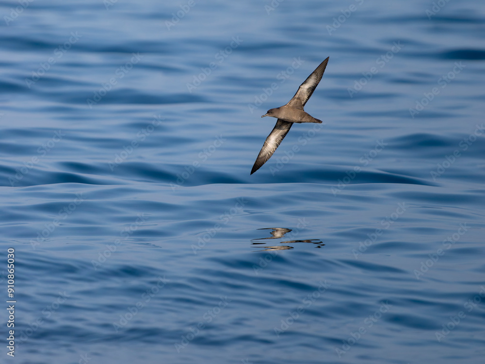Fototapeta premium Sooty shearwater, Puffinus griseus