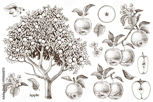 Apples hand drawn vector set