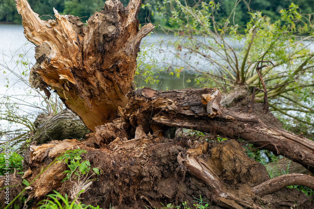 large tree trunk has fallen into the water the trunk is brown and has a rough texture large tree trunk has fallen into the water the trunk is brown and has a rough texture