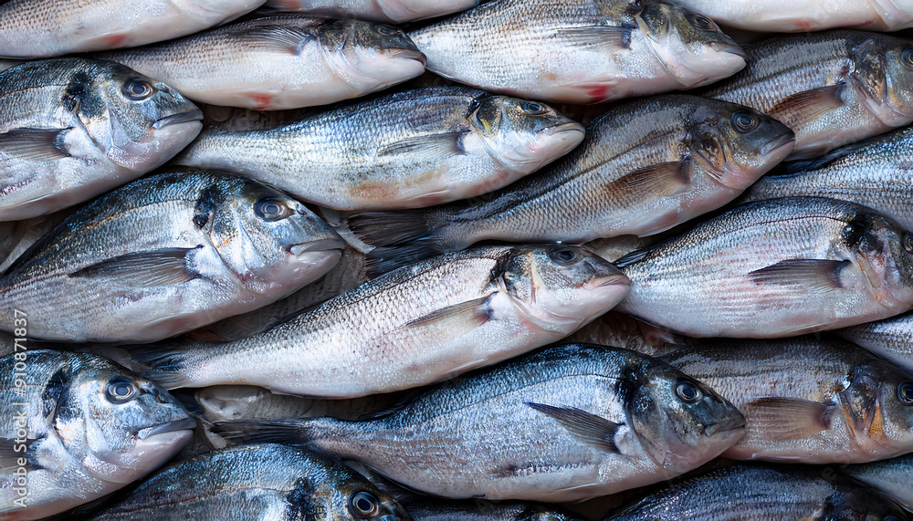 Freshly caught loup de mer lie next to each other in a symmetrical pattern as a background. Freshly caught loup de mer lie next to each other in a symmetrical pattern as a background.