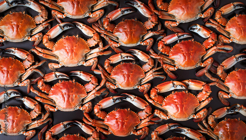 Freshly caught crabs lie next to each other in a symmetrical pattern as a background. photo