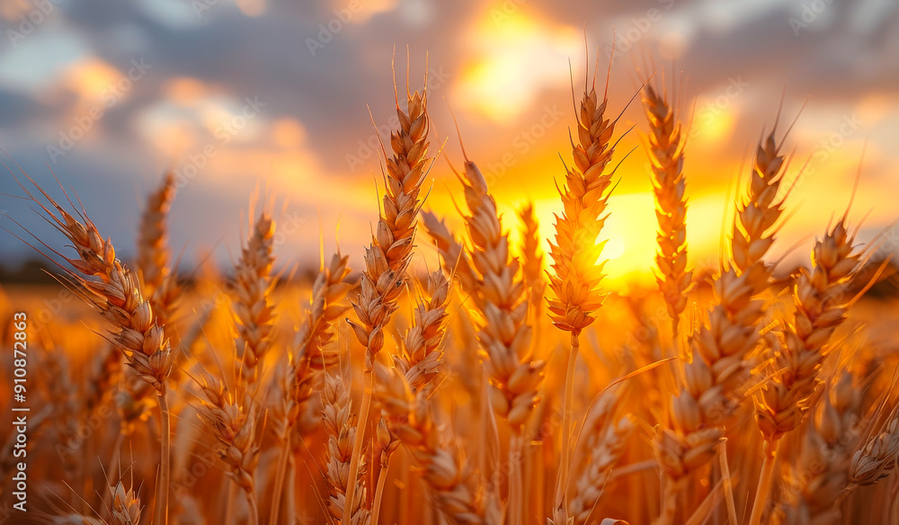 A field of golden wheat is bathed in the warm glow of the setting sun A field of golden wheat is bathed in the warm glow of the setting sun