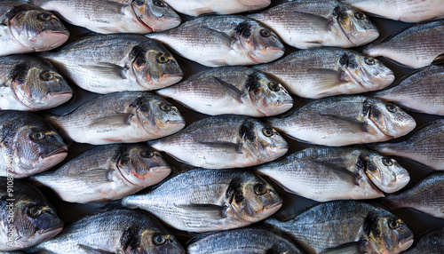 Freshly caught dorades lie next to each other in a symmetrical pattern as a background.