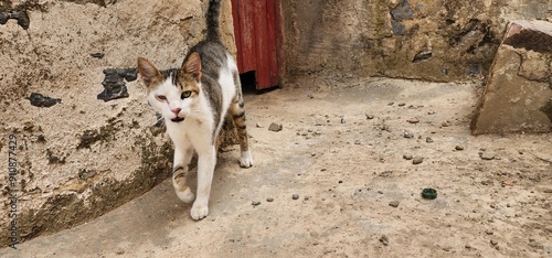 A moment of contemplation as this cat ponders what lies beyond the door