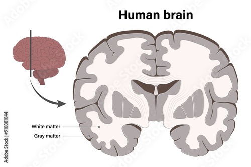 Human brain vector. White matter and Gray matter. Anterior view of frontal section. Cross section of a human brain. Anatomy of the cerebral cortex.