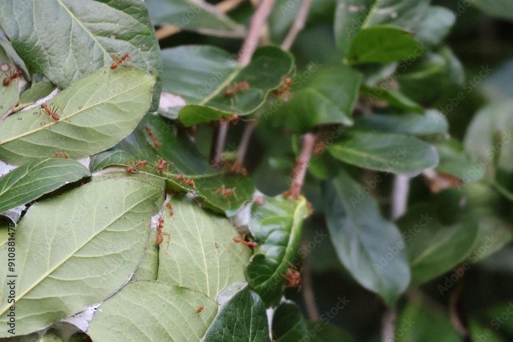 Red ant nest from foliage in the tropical forest Red ant nest from foliage in the tropical forest