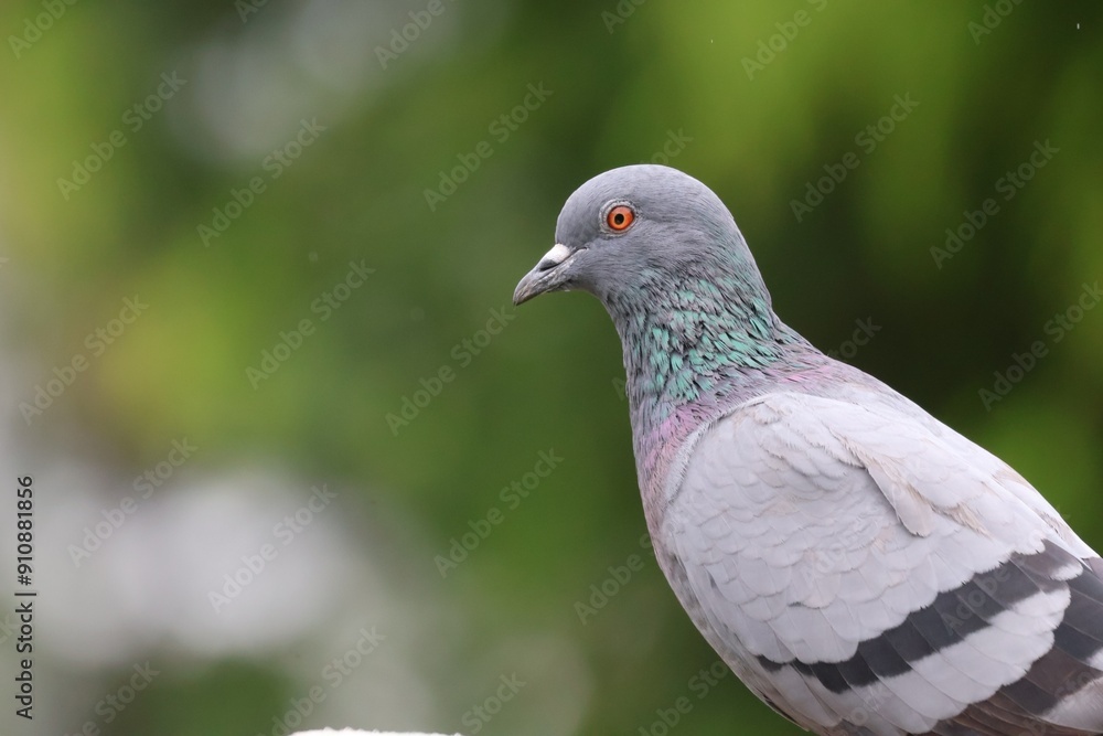 Pigeons carry the cryptococcus germ, which can cause people to become ill with pneumonia. Pigeons carry the cryptococcus germ, which can cause people to become ill with pneumonia.
