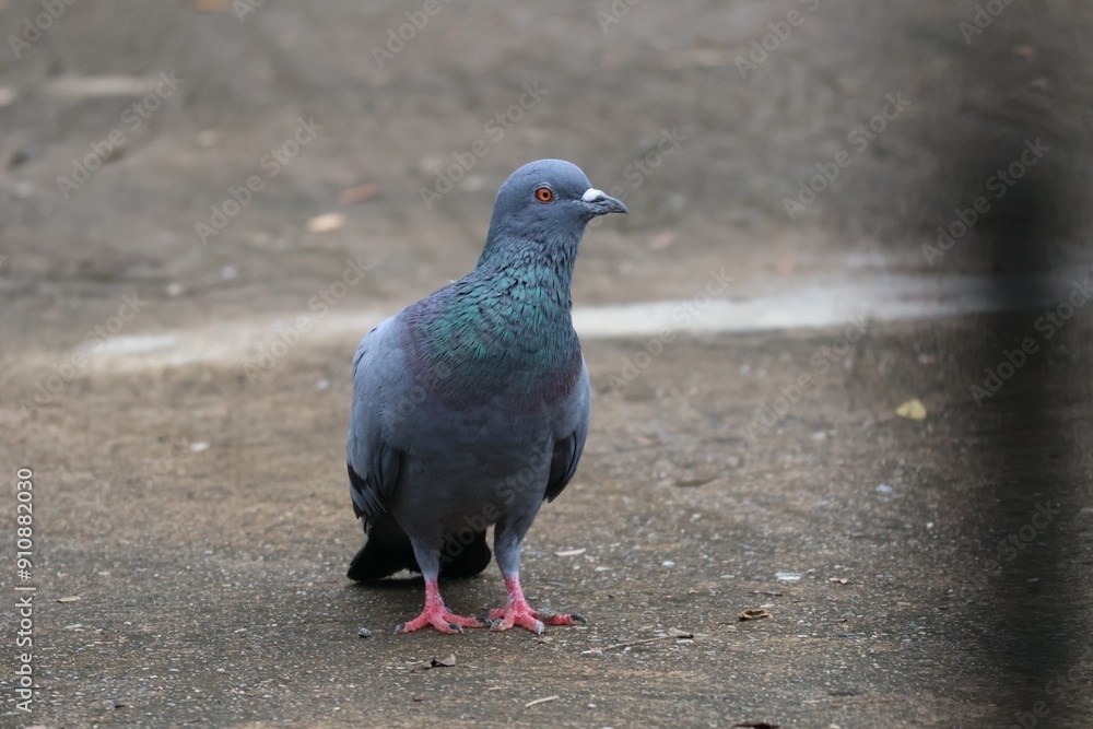 Pigeons carry the cryptococcus germ, which can cause people to become ill with pneumonia. Pigeons carry the cryptococcus germ, which can cause people to become ill with pneumonia.