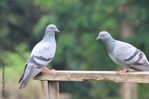 Two pigeons standing on a wooden beam outdoors