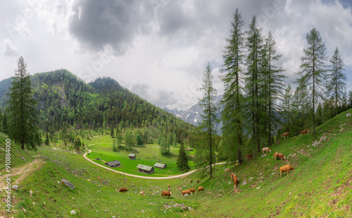 Alpine meadow with cows and rustic houses in Berchtesgaden National Park photo