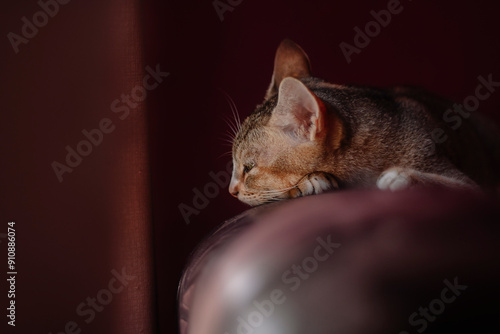 cat on a chair