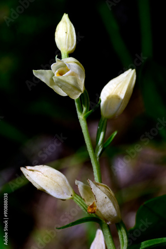 White helleborine // Weißes Waldvöglein (Cephalanthera damasonium) photo