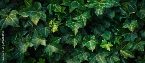 Ivy covered dense thickets creating a lush background for a copy space image