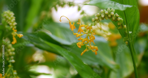 Globba winitii (Globba) plant, The colorful of yellow wild ginger flowers. Feature look like the flying swans.
