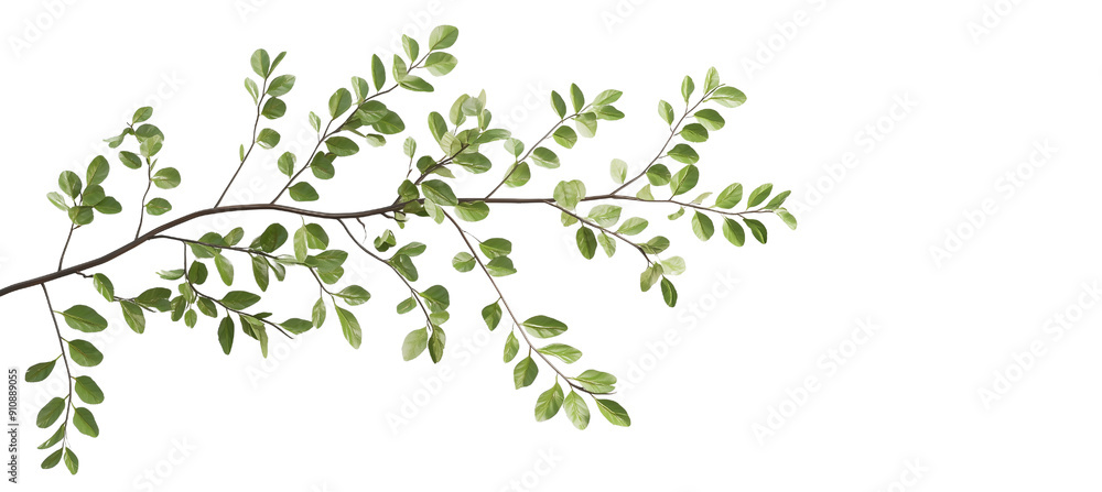 Vibrant Green Branch with Leaves Isolated Vibrant Green Branch with Leaves Isolated