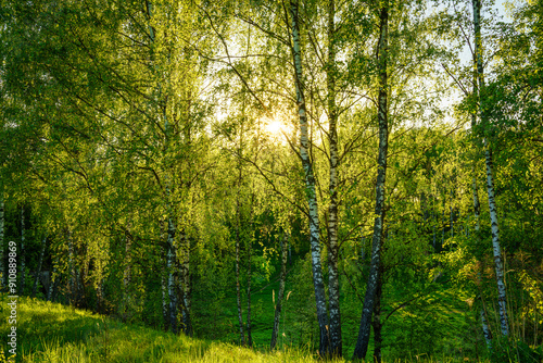 Grove of birches with young green leaves at sunset or sunrise in spring or summer.