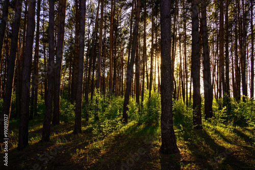 Sunbeams streaming through the pine trees and illuminating the young green foliage on the bushes in the pine forest in spring.