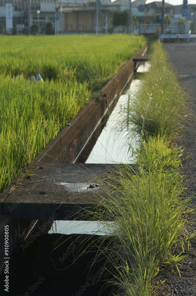 Fototapeta premium 朝日と用水路
