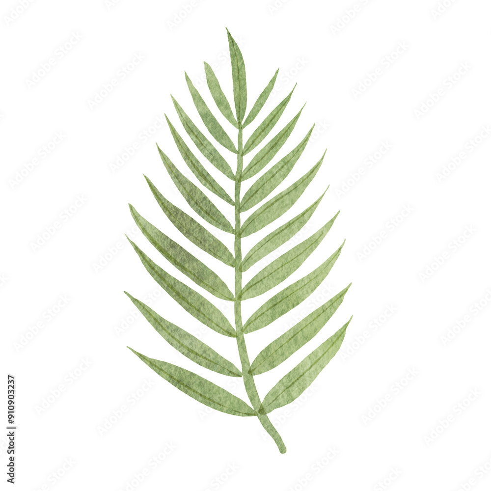 Fern leaf watercolor png Fern leaf watercolor png
