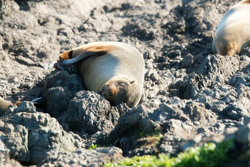 new zealand Fur Seal relax on the costalrock photo