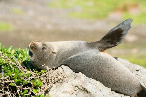 new zealand Fur Seal relax on the costalrock photo