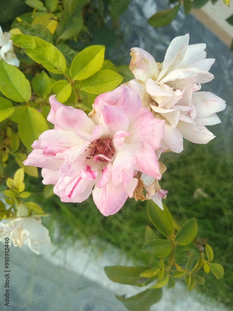 tree blossom tree blossom