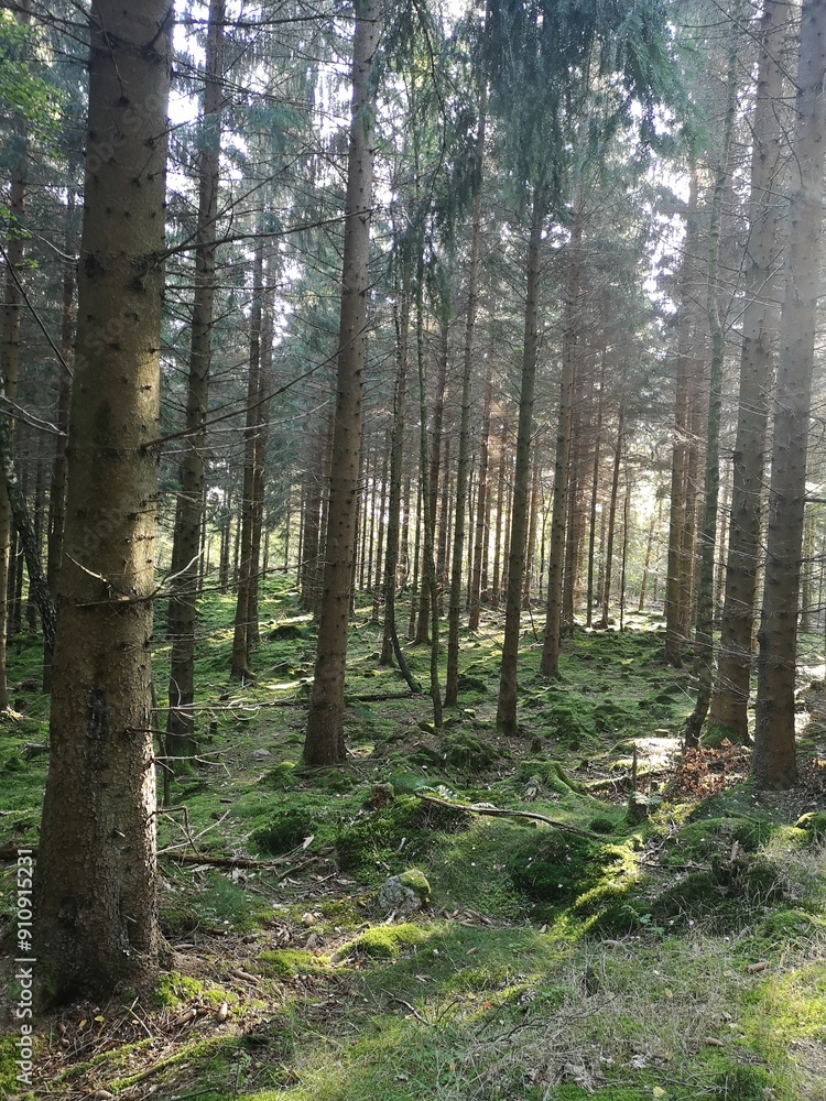 Naklejka premium path in the forest