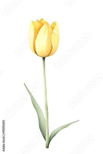 watercolor illustration of yellow tulip flower on white. clip art