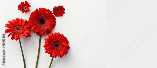 Red gerbera flowers against a white backdrop with ample copy space image available