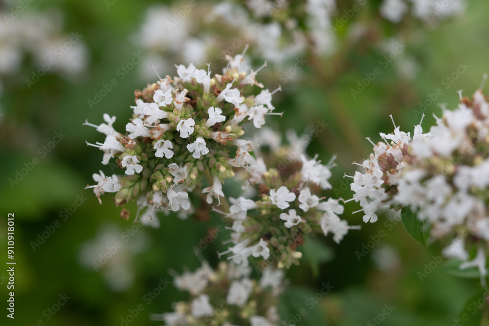 Macro image of flowering marjoram in a herb garden Macro image of flowering marjoram in a herb garden