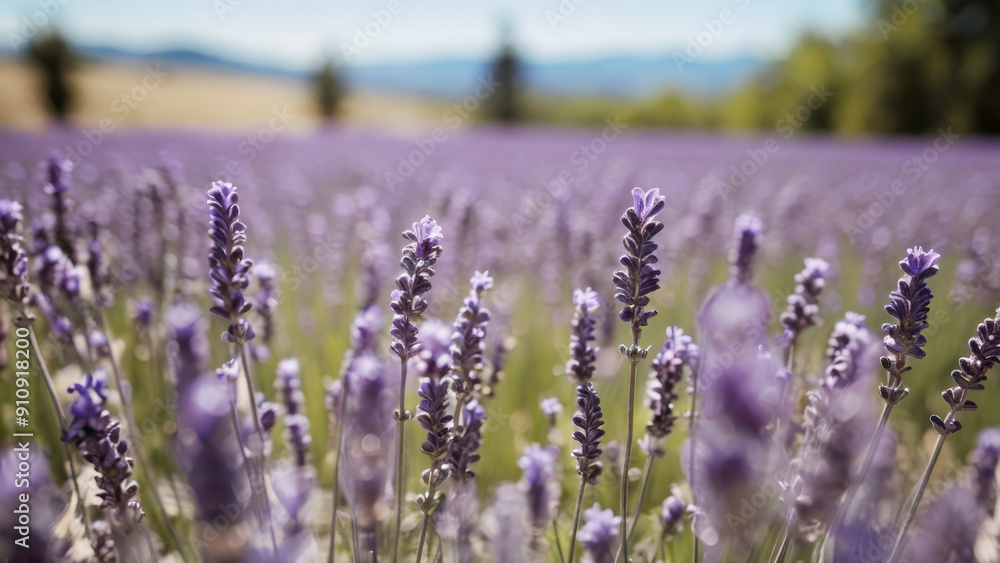 Obraz premium Field of blooming lavender, beautiful sunset light, soft pastel colors, rows of lavender bushes stretching to horizon