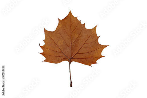 Lower surface of dried brown autumn maple leaf isolated on white background.  Ventral side maple leaf. photo