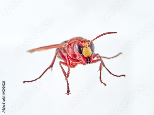 The Oriental Hornet in a white background. Vespa orientalis. Asian Hornet