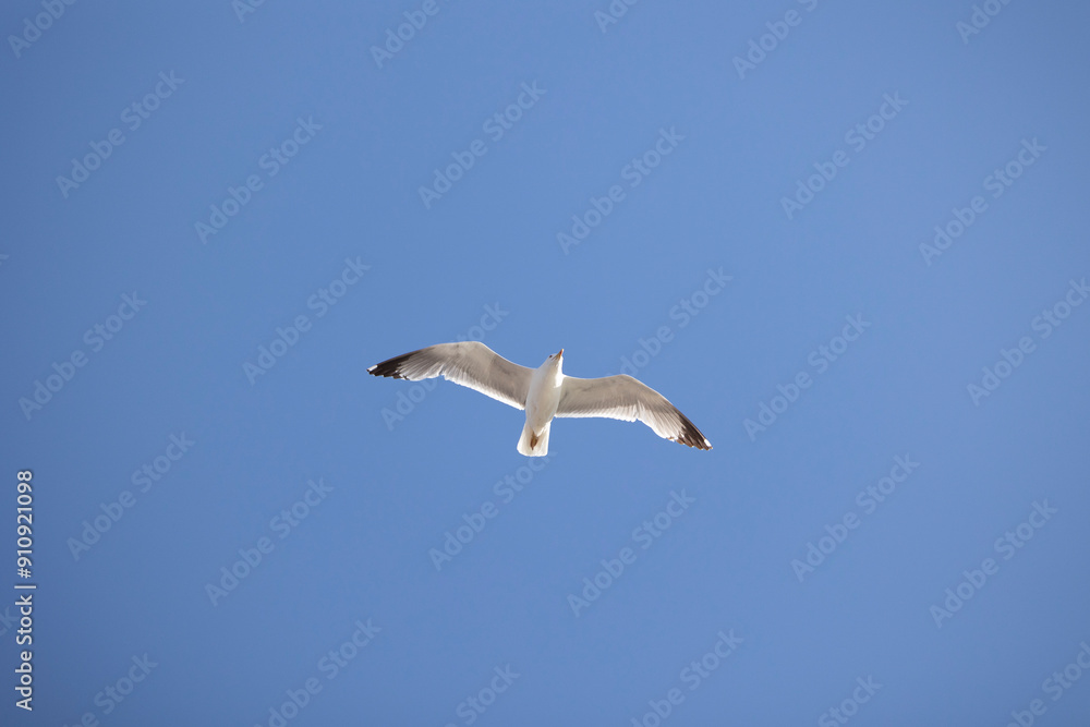 White seagull in flight against a clear blue sky, its wings fully extended and gliding effortlessly. Perfect for themes of freedom and nature's beauty. White seagull in flight against a clear blue sky, its wings fully extended and gliding effortlessly. Perfect for themes of freedom and nature's beauty.