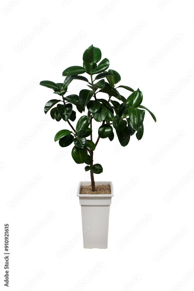 Indian rubber plant tree in a white pot isolated on white background. Indian rubber plant tree in a white pot isolated on white background.