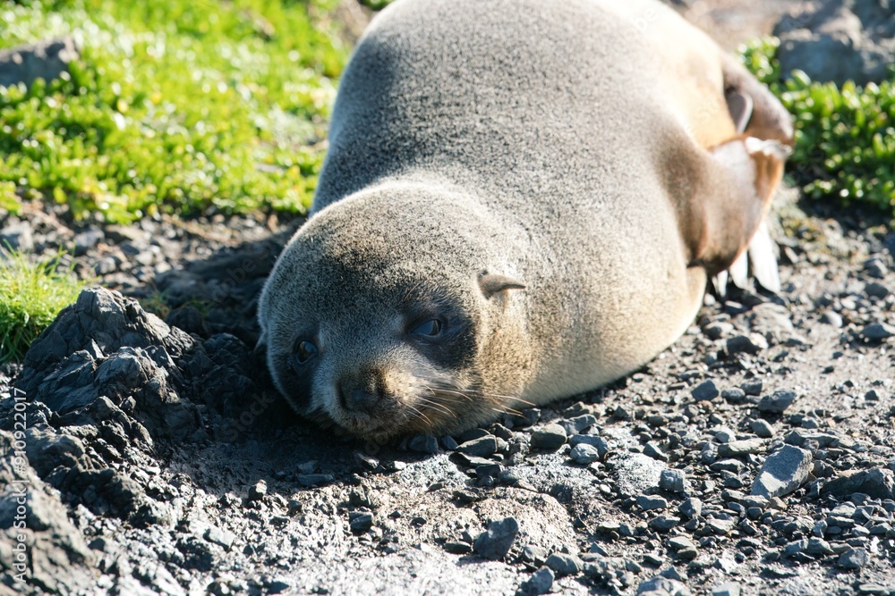 new zealand Fur Seal relax on the costalrock new zealand Fur Seal relax on the costalrock