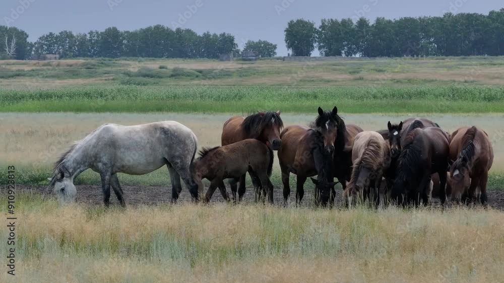 This stock motion video shows a herd of horses grazing in a green meadow. This video will decorate your projects related to horses, horse breeding, pets, pastures, nature. This stock motion video shows a herd of horses grazing in a green meadow. This video will decorate your projects related to horses, horse breeding, pets, pastures, nature.